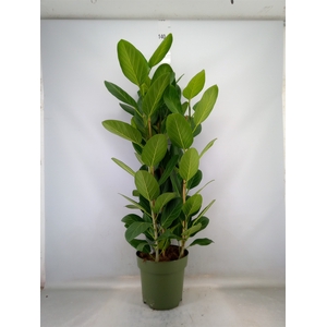 Ficus benghalensis 'Audrey'