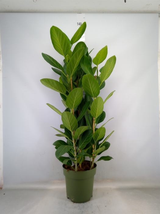 <h4>Ficus benghalensis 'Audrey'</h4>