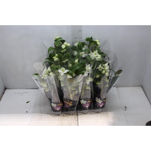 DENDROBIUM NOBILY P09 BRANCO PREMIUM