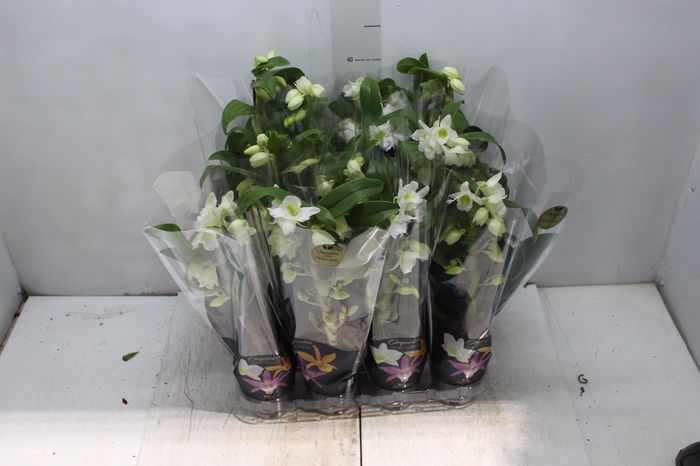 <h4>DENDROBIUM NOBILY P09 BRANCO PREMIUM</h4>