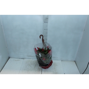 FLOR DE MAIO C21