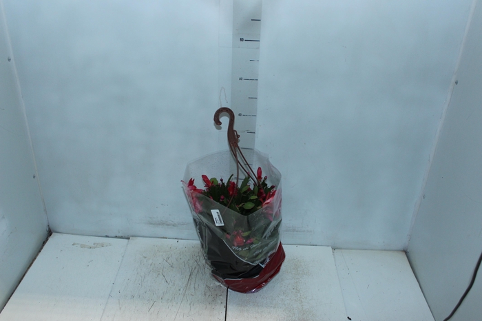 <h4>FLOR DE MAIO C21</h4>