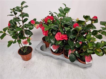 <h4>Camellia Japonica</h4>