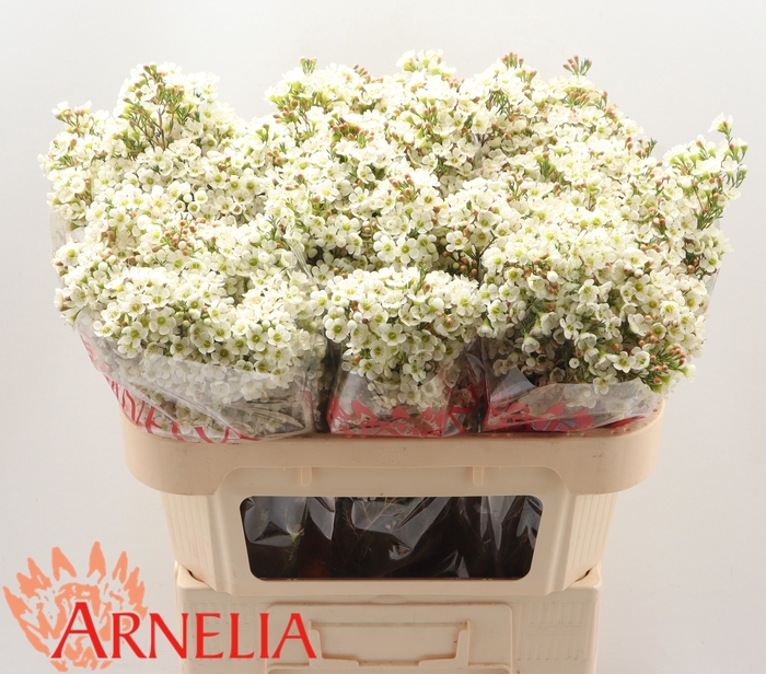 <h4>CHAMELAUCIUM 'DAWN PEARL'</h4>