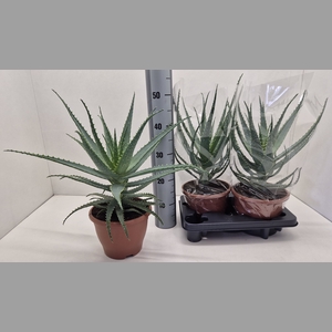ALOE ARBORESCENS