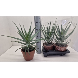 ALOE ARBORESCENS
