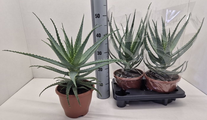 <h4>ALOE ARBORESCENS</h4>