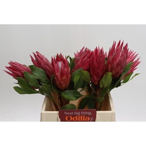 Protea Cynaroides Madiba