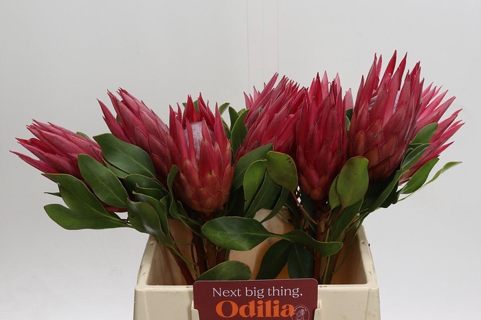 Protea Cynaroides Madiba