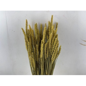 Dried Triticum X5 Yellow Bunch