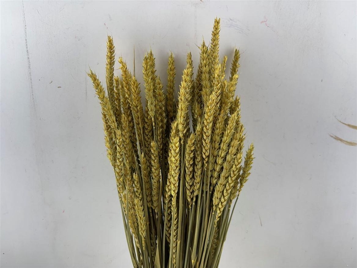<h4>Dried Triticum X5 Yellow Bunch</h4>