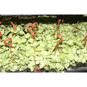 PEPEROMIA SCANDENS C13