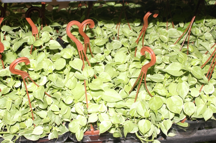 <h4>PEPEROMIA SCANDENS C13</h4>