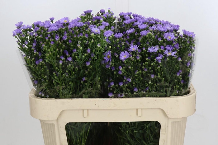 <h4>Aster Cassandra</h4>