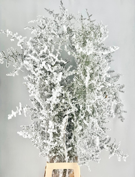 Asparagus Wild Snow White Biological