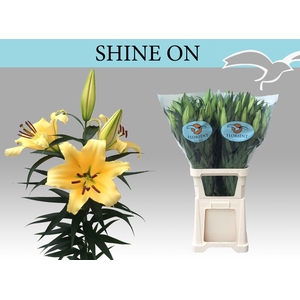 LI OT SHINE ON