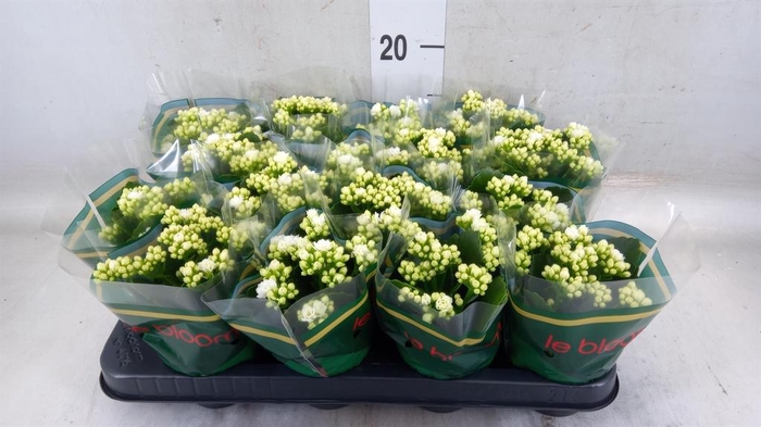 <h4>Kalanchoe blos. 'Calandiva Whites'</h4>