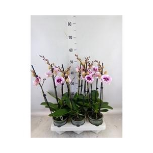 Phalaenopsis   ...