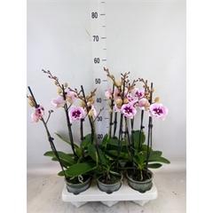 <h4>Phalaenopsis   ...</h4>