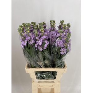 MATTH MARINE LAVENDER