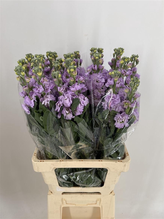 <h4>MATTH MARINE LAVENDER</h4>