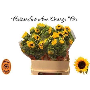 Helianthus Orange Fire