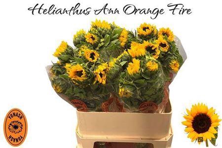 <h4>Helianthus Orange Fire</h4>
