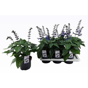 SALVIA BLACK & BLOOM