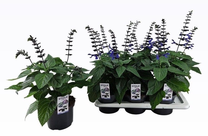 <h4>SALVIA BLACK & BLOOM</h4>