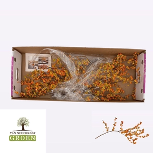 Celastrus Nico Berry 70cm