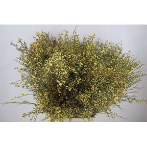 Ginster 400gr Yellow P Bunch