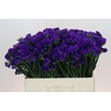 Limonium sinuatum Navy Sun Birds