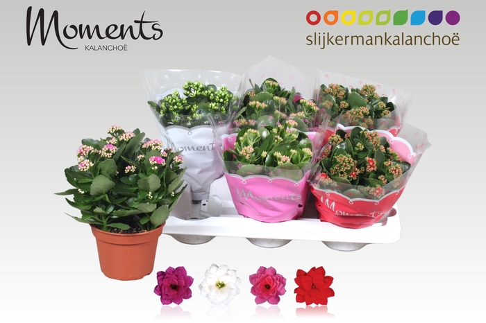 <h4>KAL GE GEM 4 KL</h4>