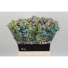 Oxypetalum Tweedia Blue