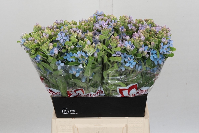 <h4>Oxypetalum Tweedia Blue</h4>
