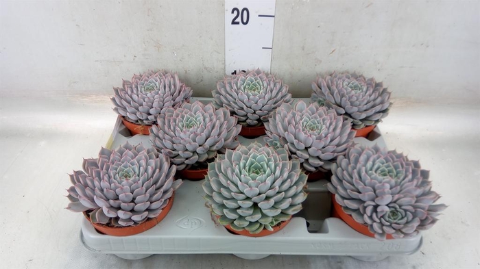 <h4>Echeveria cuspidata</h4>
