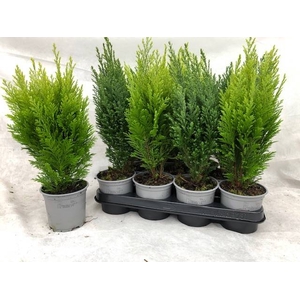 Chamaecyparis mix 10,5Ø 38cm
