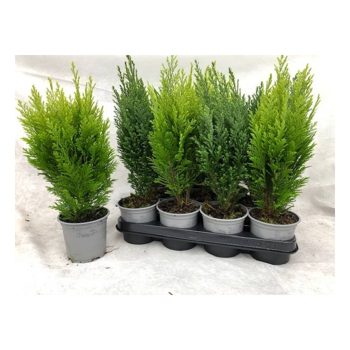 <h4>Chamaecyparis mix 10,5Ø 38cm</h4>
