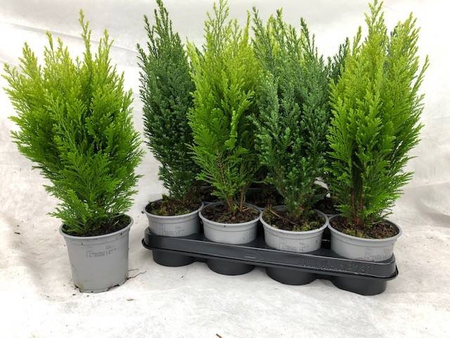 Chamaecyparis mix 10,5Ø 38cm