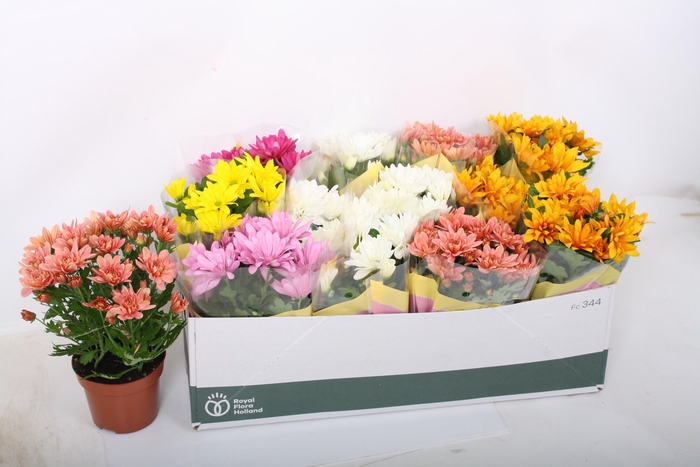 <h4>CHRYS GEM 6 KL</h4>