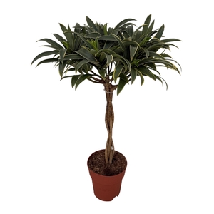 Draceana Song of Stripe (Peat Free / Veenvrij) (kopie)