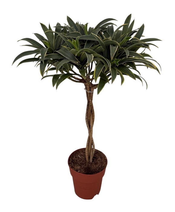 <h4>Draceana Song of Stripe (Peat Free / Veenvrij) (kopie)</h4>