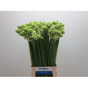 Ornithogalum Saundersiae