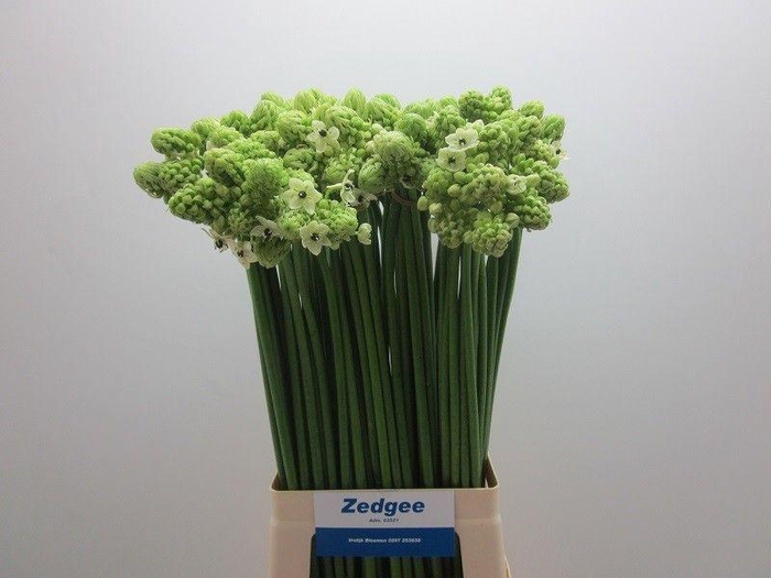 <h4>Ornithogalum Saundersiae</h4>