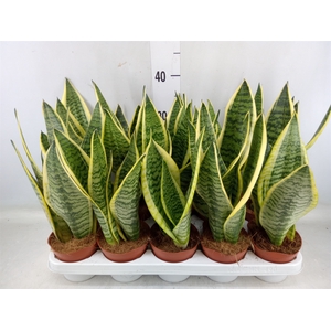 Sansevieria trifa. 'Futura Superba'