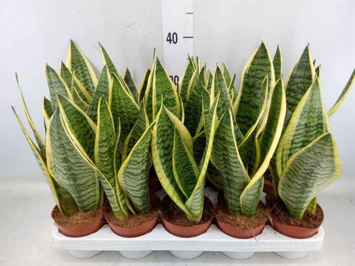 <h4>Sansevieria trifa. 'Futura Superba'</h4>