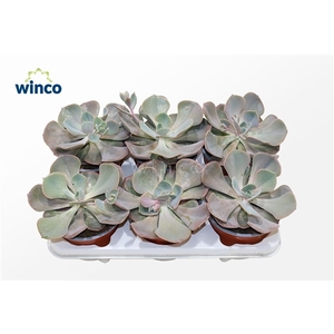 Echeveria Dusty Rose