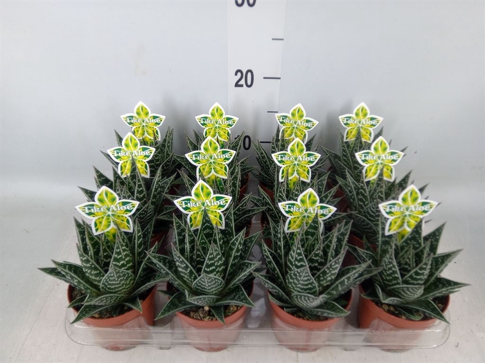 <h4>Aloe aristata 'Tiki Tahi'</h4>