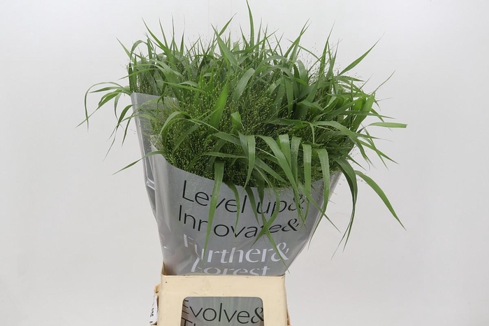 <h4>Panicum Fountain</h4>