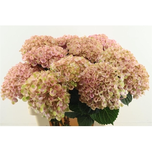 Hydr M Revolution Pink 60-15